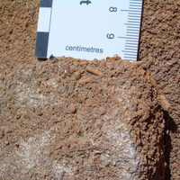 CDg-Ca/Si: Calcarenitas bioclásticas